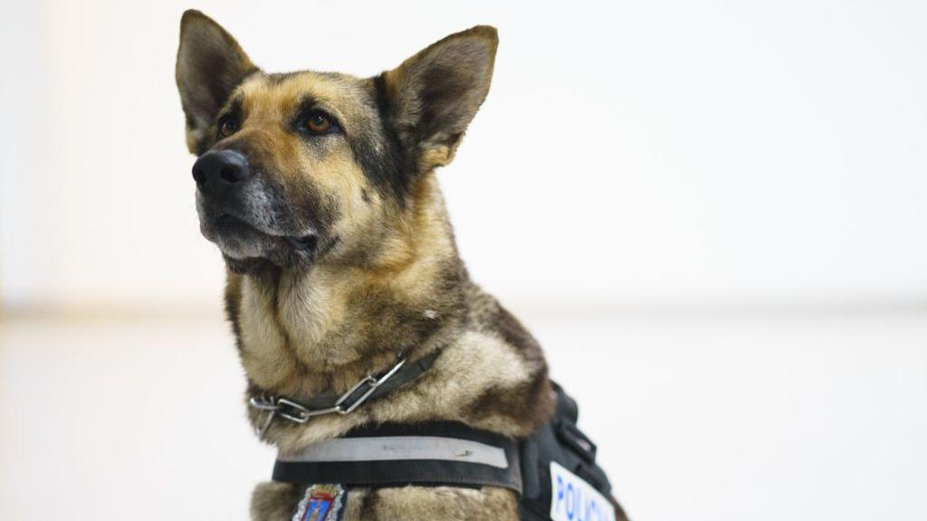 Alma, la perra de la Policía Local de Lorca que ya lleva dos años jubilada.