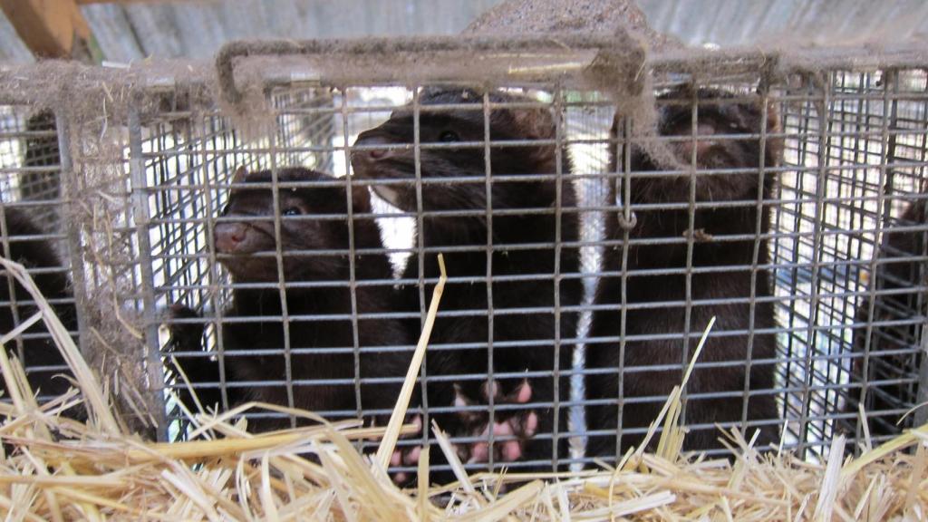 Varios visones en una de las jaulas en las que son criados, en una foto de archivo.
