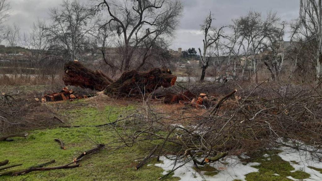 Foto: EL DIGITAL CLM