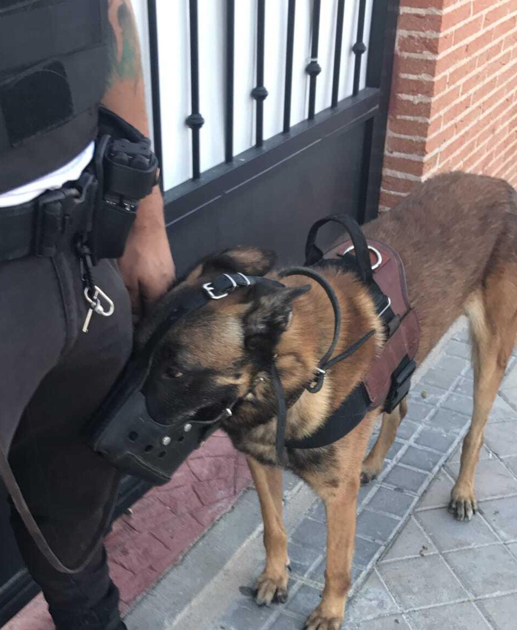 Uno de los perros desokupa, en la entrada de una vivienda.