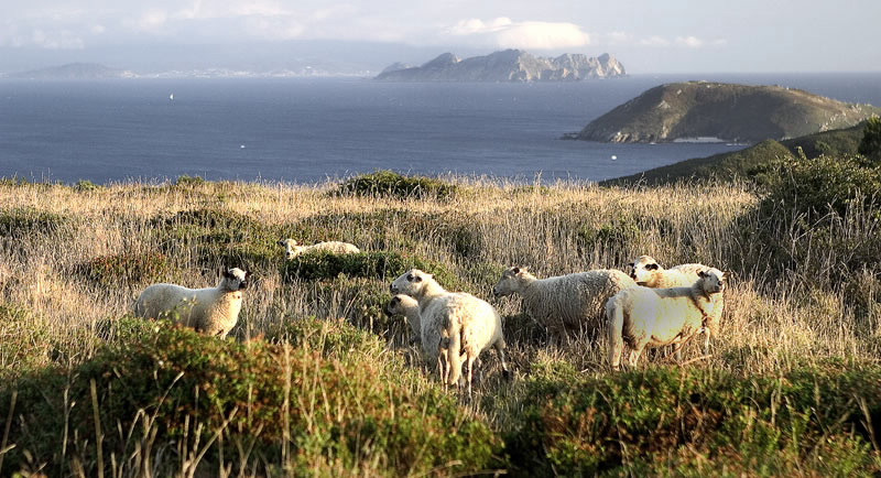 Illa de Ons  turismo.gal