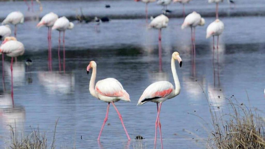 Imagen de 'Los Charcones' en Miguel Esteban