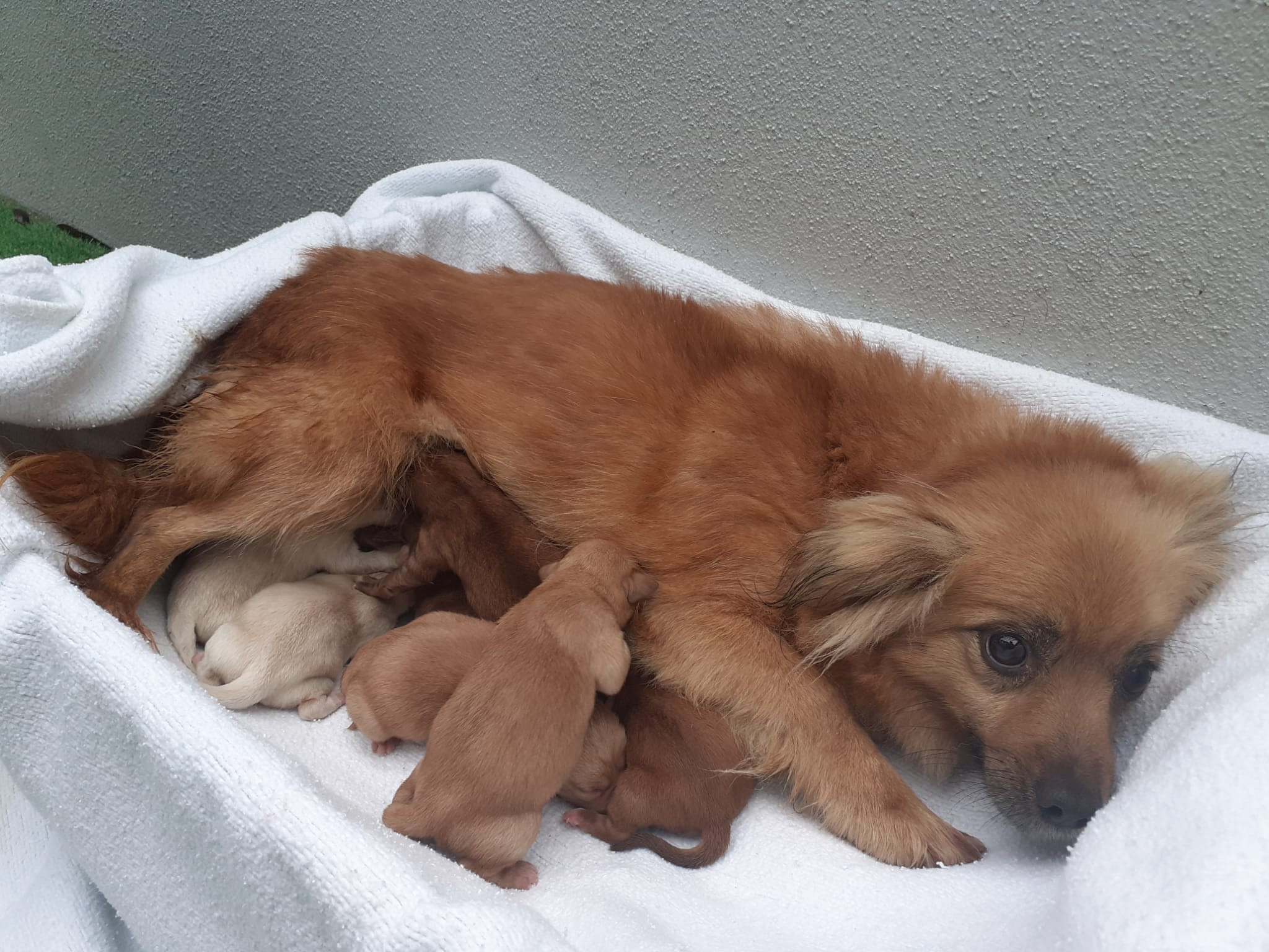 Lina y sus cachorros