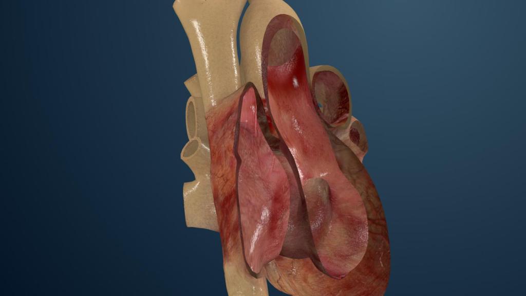 Detalle de un corazón recreado con esta tecnología