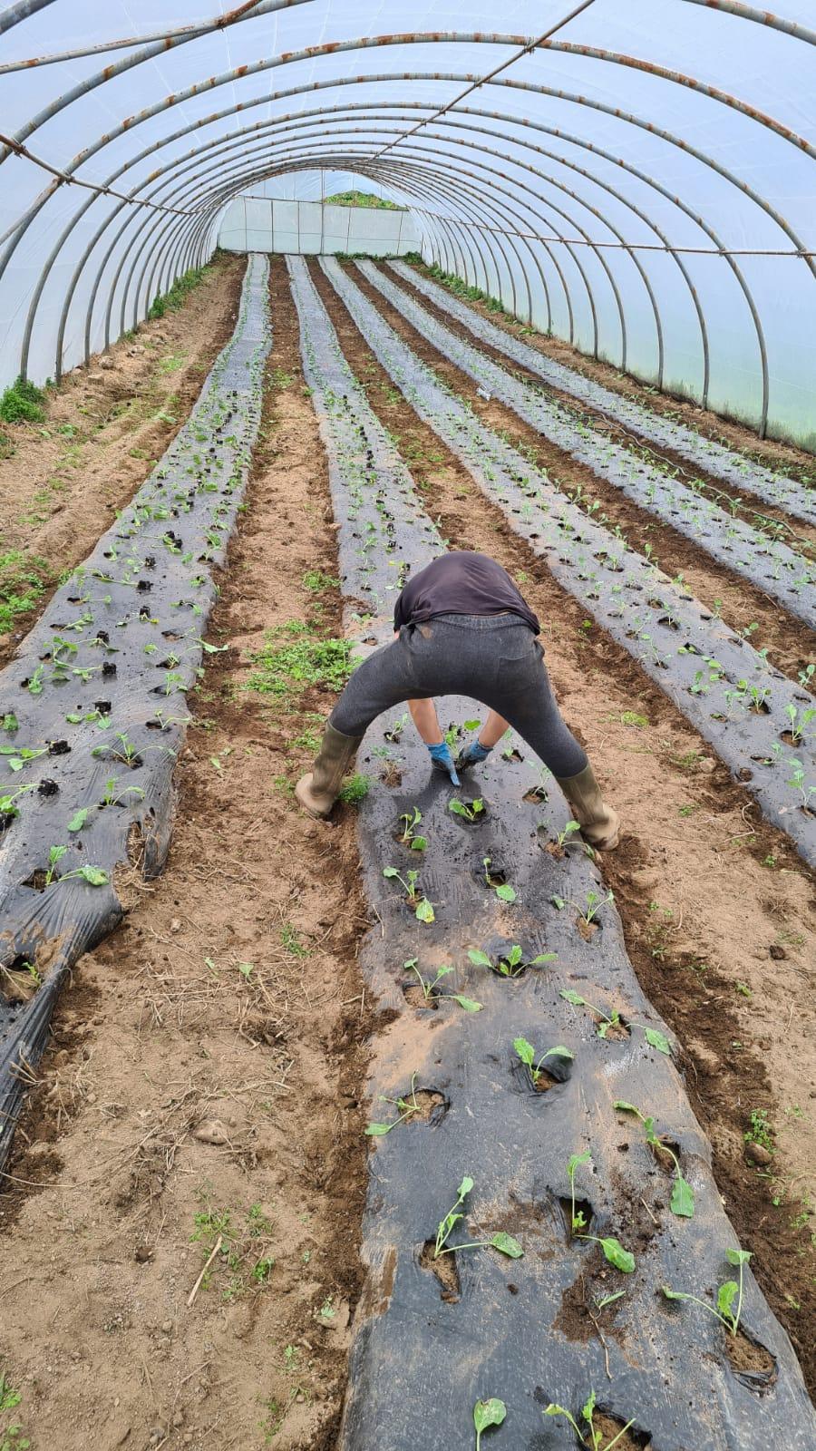 Uno de los socios de Horteamus trabaja en la huerta (Cedida).