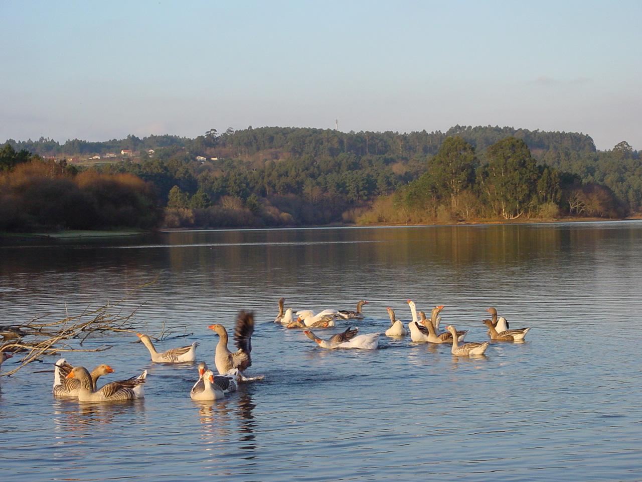 Aves en el embalse  cambre.es