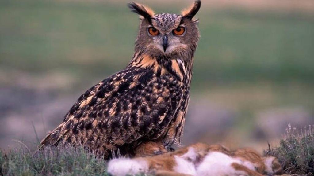 Ejemplar de búho real