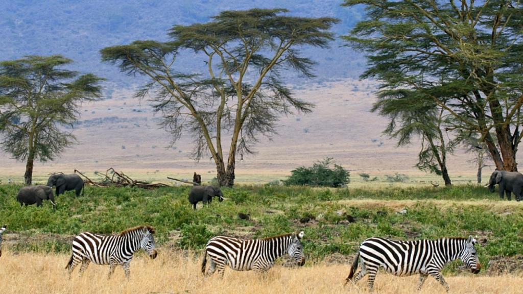 Parque Nacional Serengueti