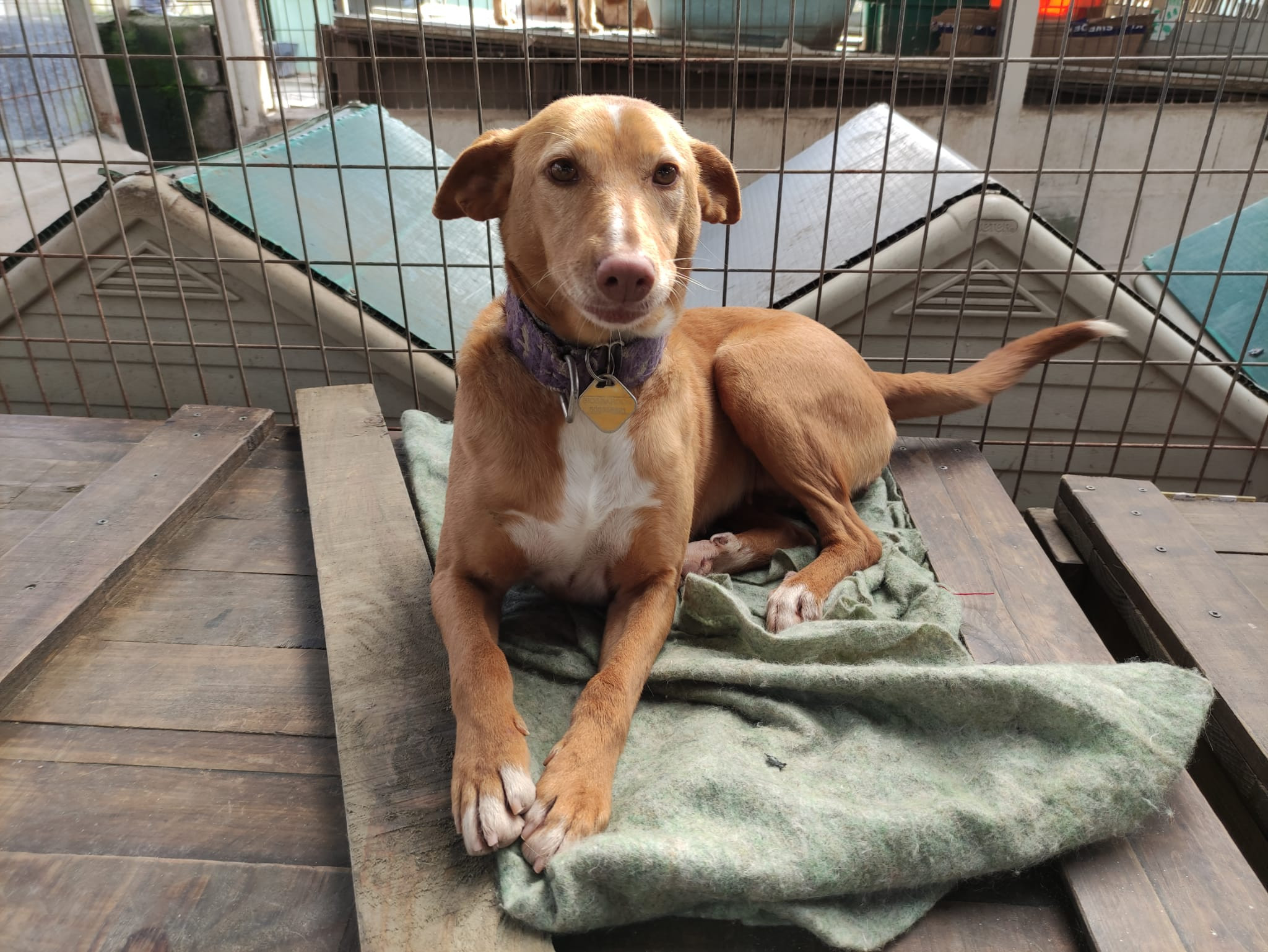 Shiva, en Protectora Os Biosbardos.