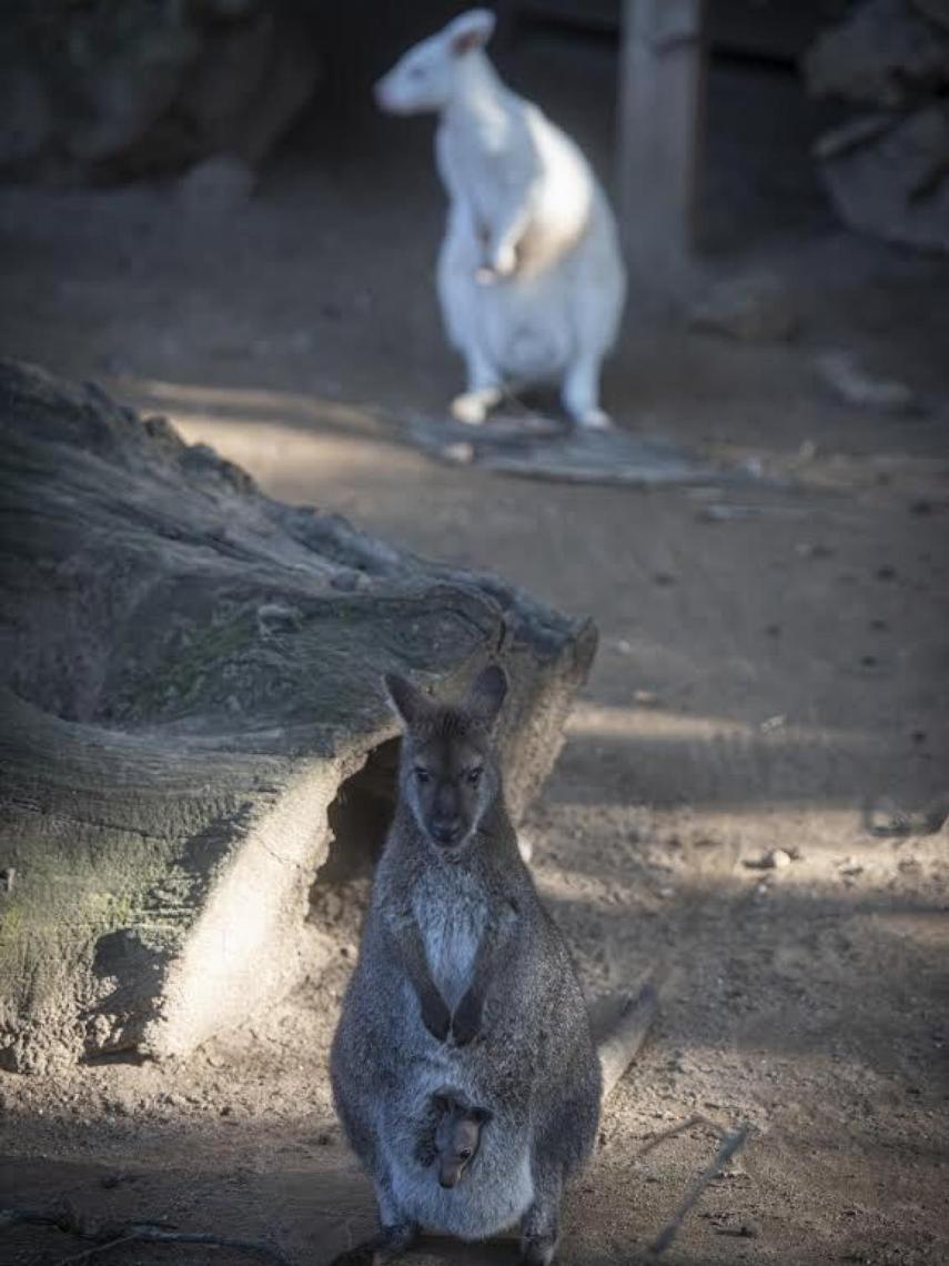 En el zoo de Castellar hay alrededor de 1.500 animales de 84 especies distintas.