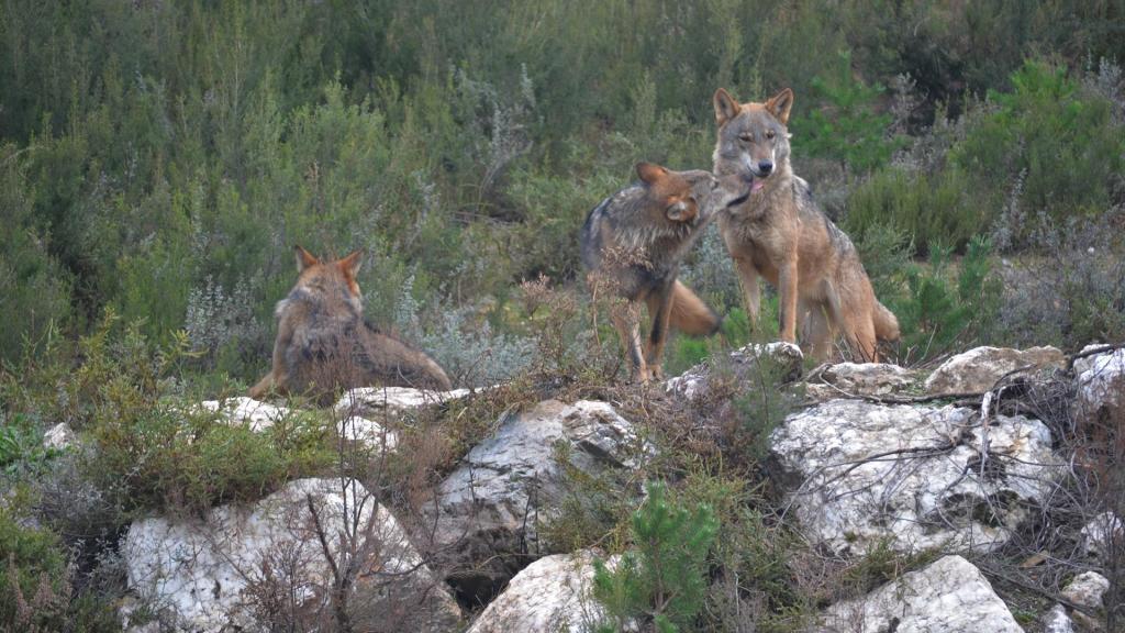 Ejemplares de lobo ibérico en el centro de conservación del lobo de la Fundación Patrimonio Natural y Biodiversidad de la Junta de Castilla y León.