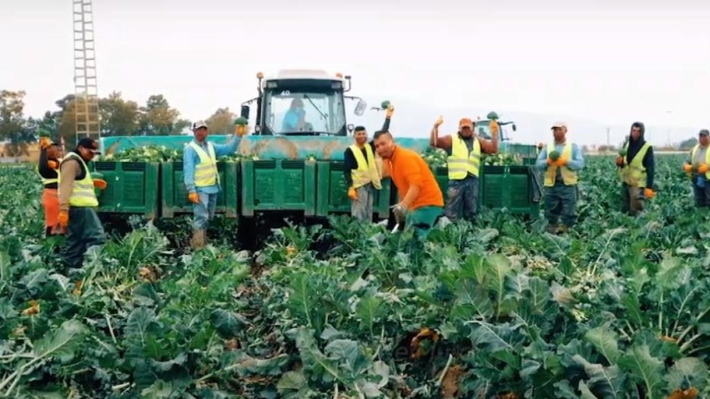 Un grupo de jornaleros en una explotación agrícola de la Región de Murcia.