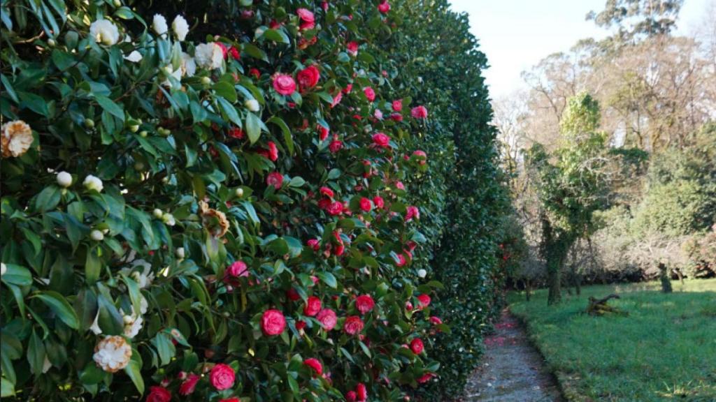 Las camelias de los Armada son una referencia mundial.