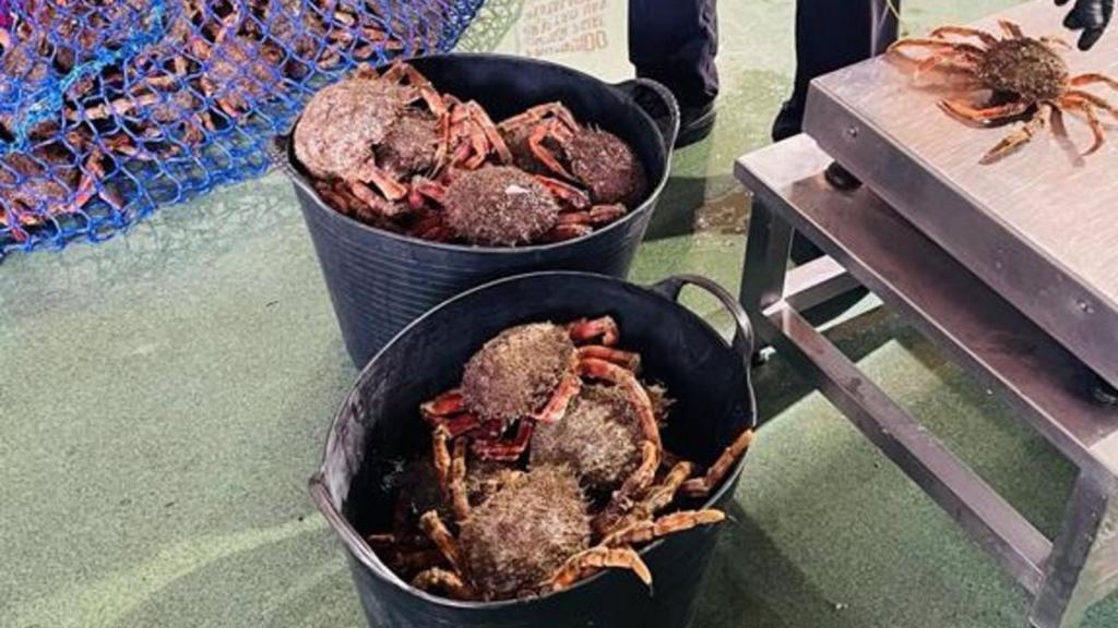 Interceptado un vehículo con 52 kilos de marisco indocumentado en Nigrán (Pontevedra)