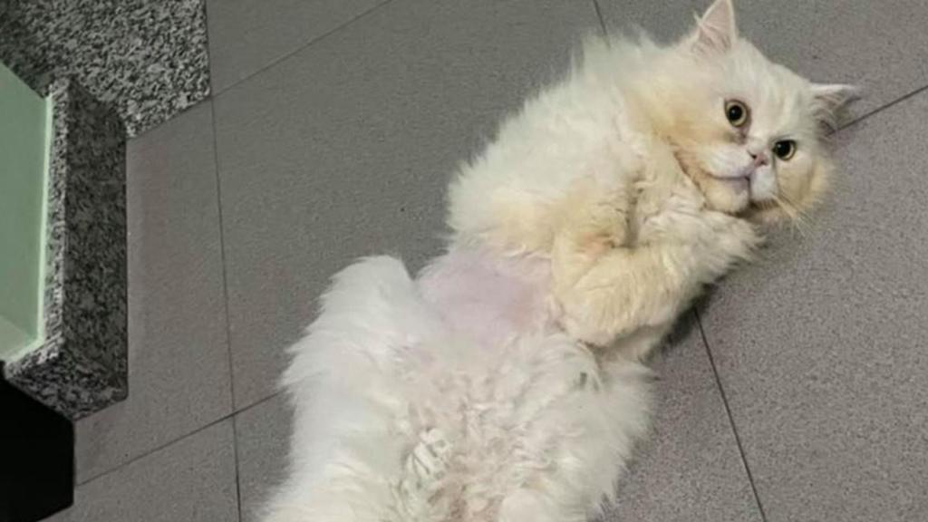 Coco, gato enfermo de Ribeira.