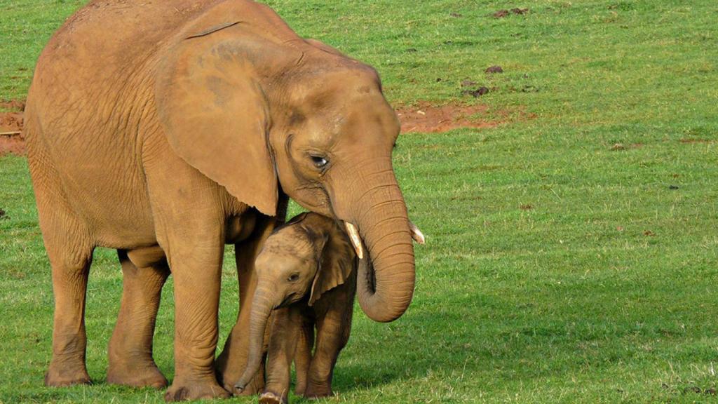 Elefantes en Cabárceno