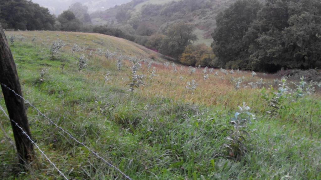 Plantación de eucaliptos.