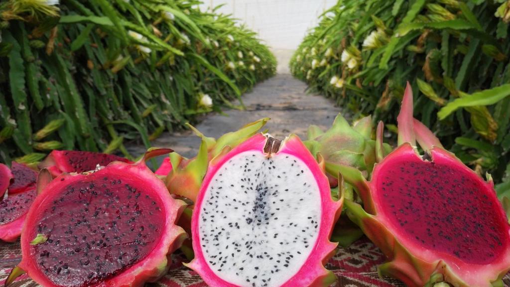 La pitaya se caracteriza por una fisonomía muy atractiva y un gran sabor.