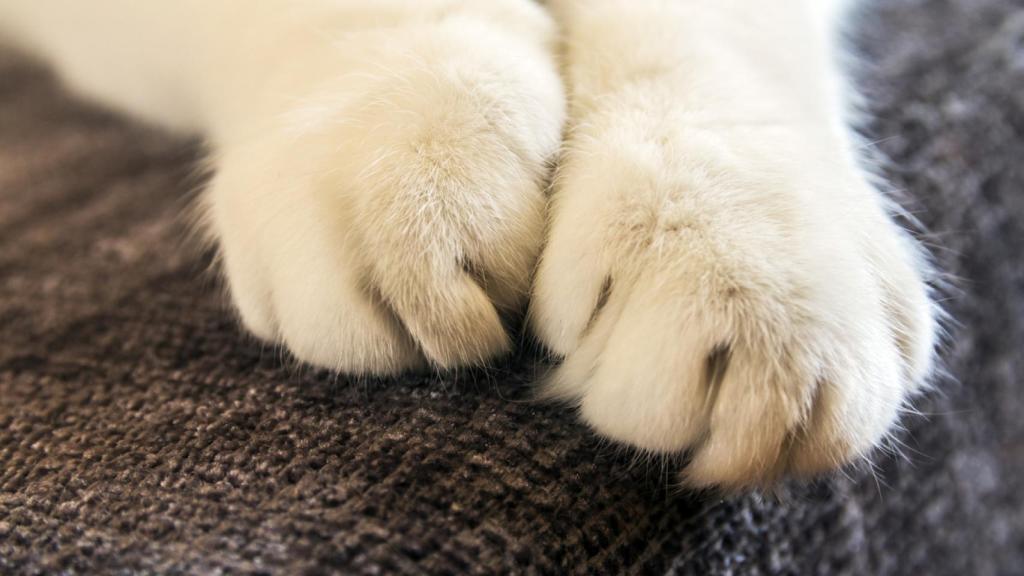 Protege tus muebles con los rascadores para gatos más vendidos de Amazon