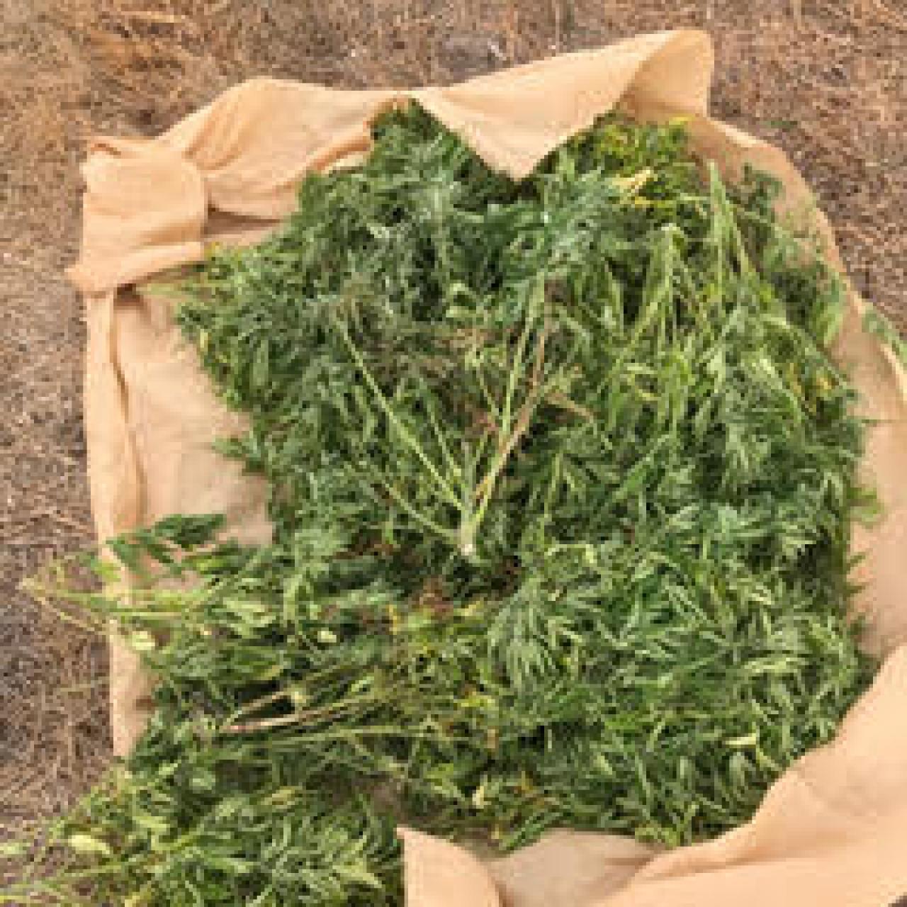 Unas plantas de cáñamo que se le cayeron a unos ladrones que entraron a robar en la finca.