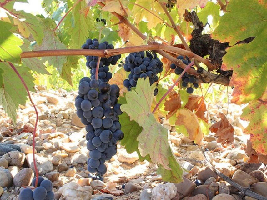 La tinta de Toro es una clase de tempranillo.