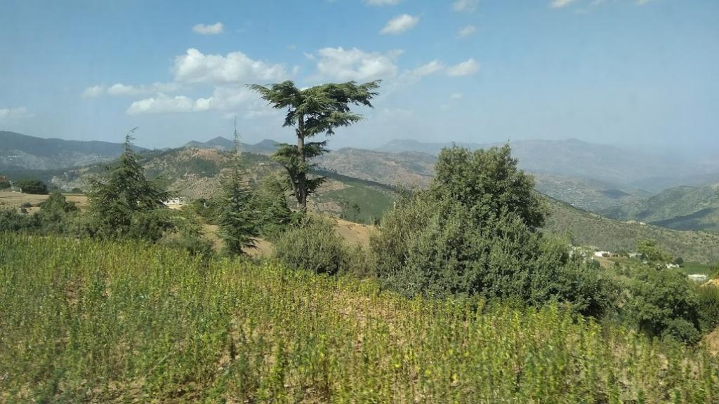 Campo de cultivo de cannabis en el Rif.