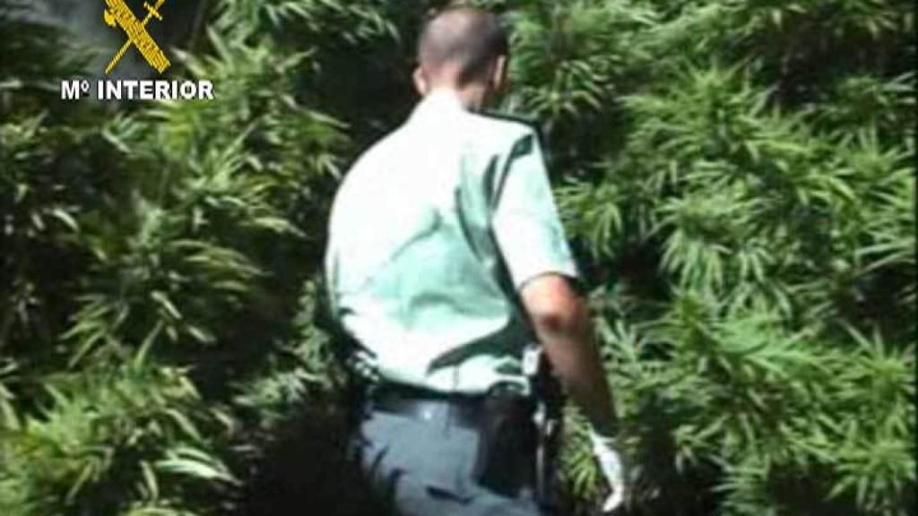 Operación de la Guardia Civil en una plantación, en España.