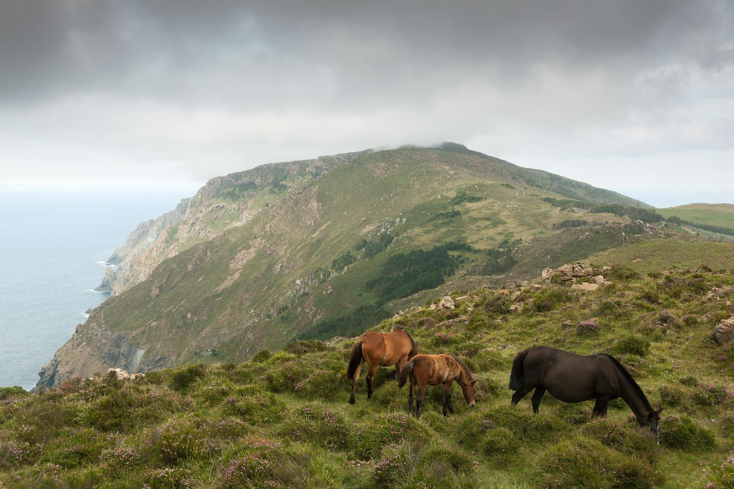 Caballos en Serra da Capelada