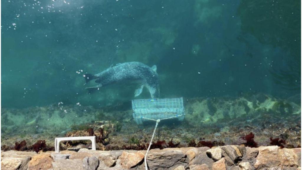 Biohut: La novedosa guardería de organismos marinos del Aquarium de A Coruña
