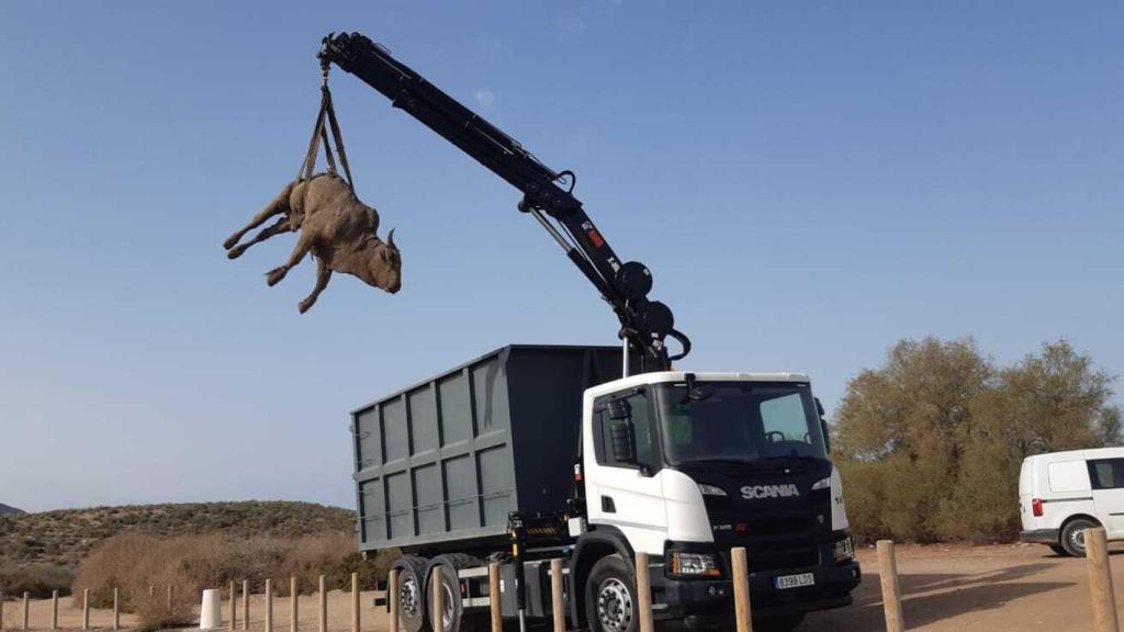 El ternero retirado este lunes por los servicios de limpieza municipales.