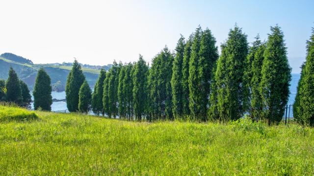 I OBSERVATORIO FUNEXPO: LA LABOR SOCIAL DE LOS SERVICIOS FUNERARIOS