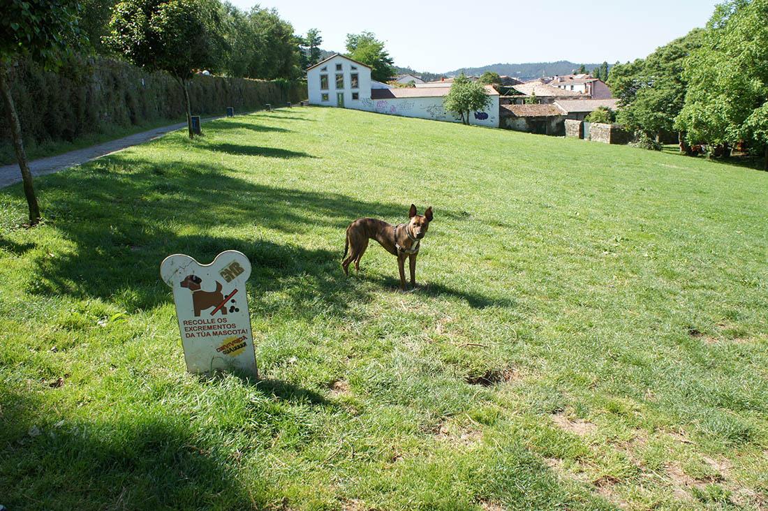 Espacio para perros sueltos en el Parque de Belvís (Compostela Verde).