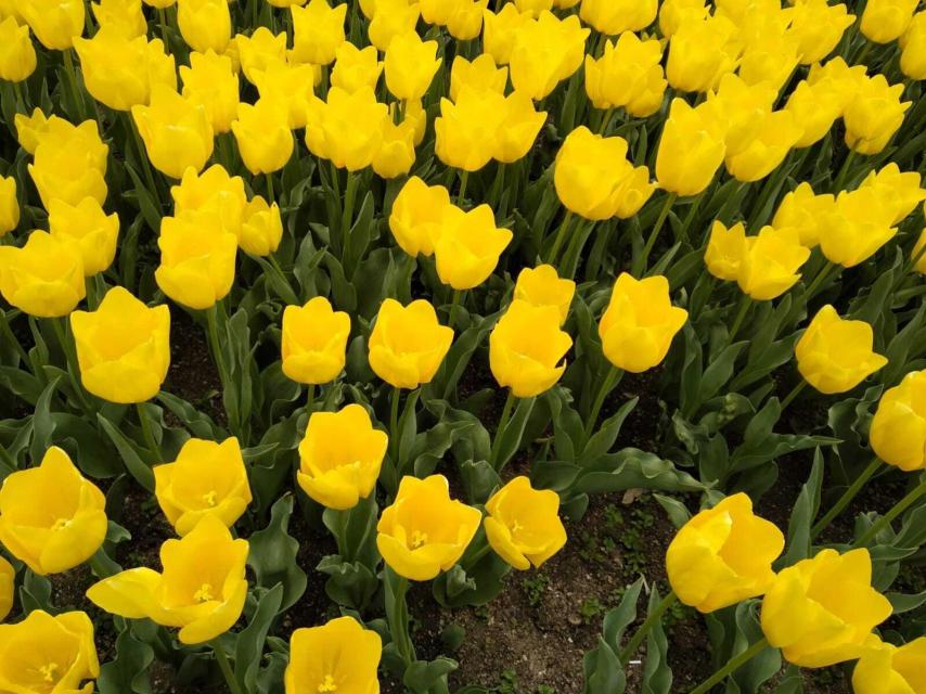 Los tulipanes en el Botánico.