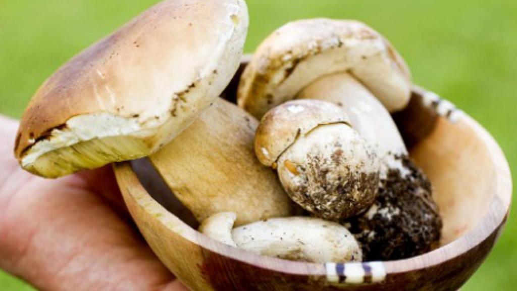 Setas y champiñones tienen excelentes propiedades para la salud.