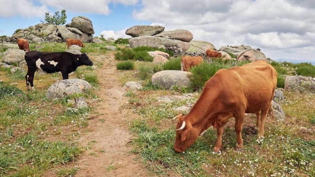 Ganado en el campo. Foto: Archivo Junta de Castilla-La Mancha