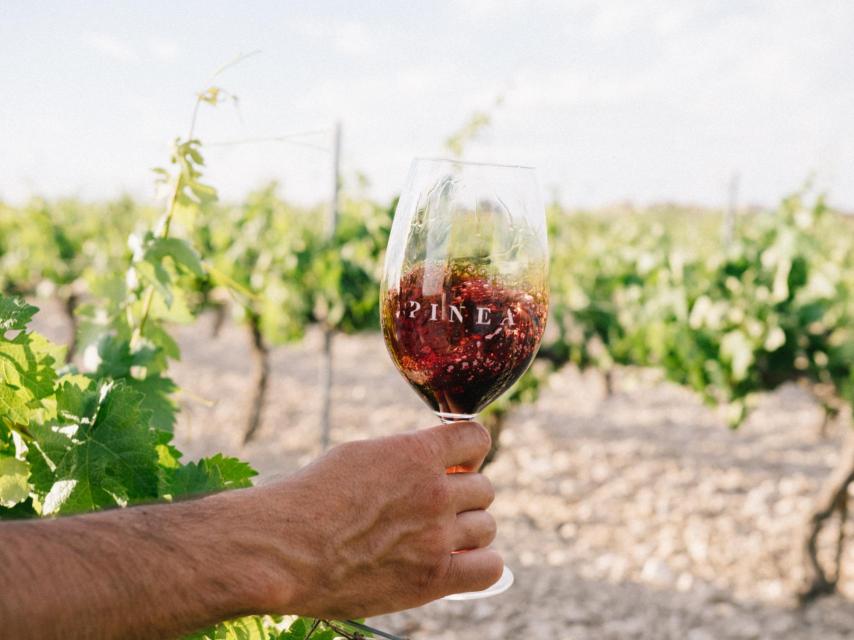 Una copa de vino en el viñedo.