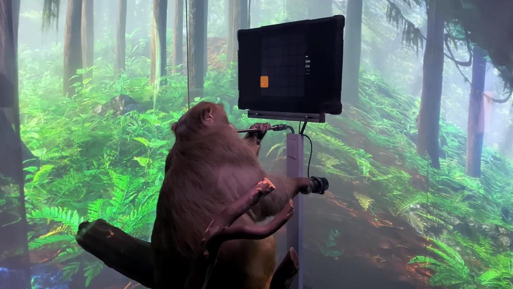 El mono está haciendo tareas con su mente.