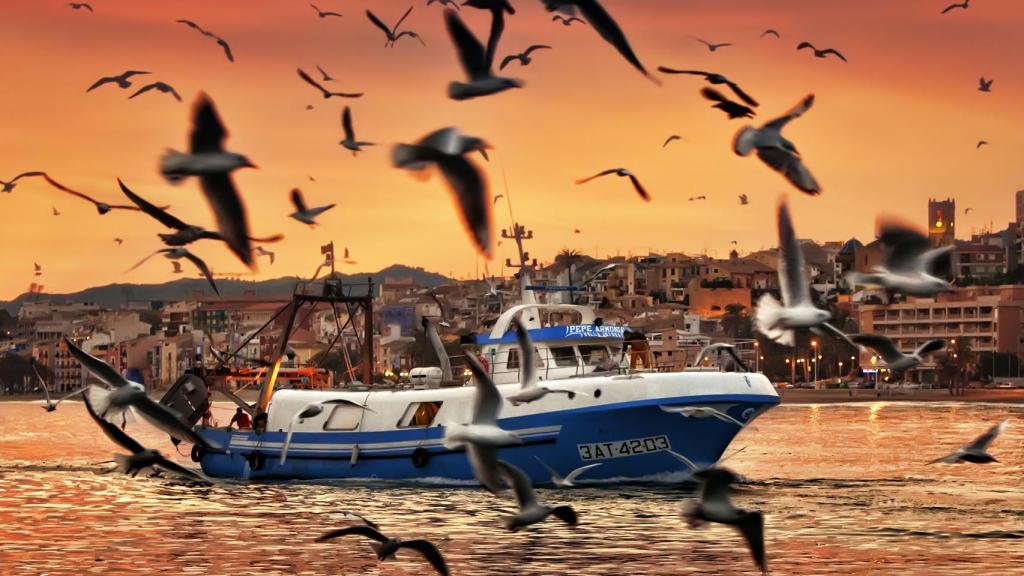 Gaviotas frente a un barco pesquero en Villajoyosa