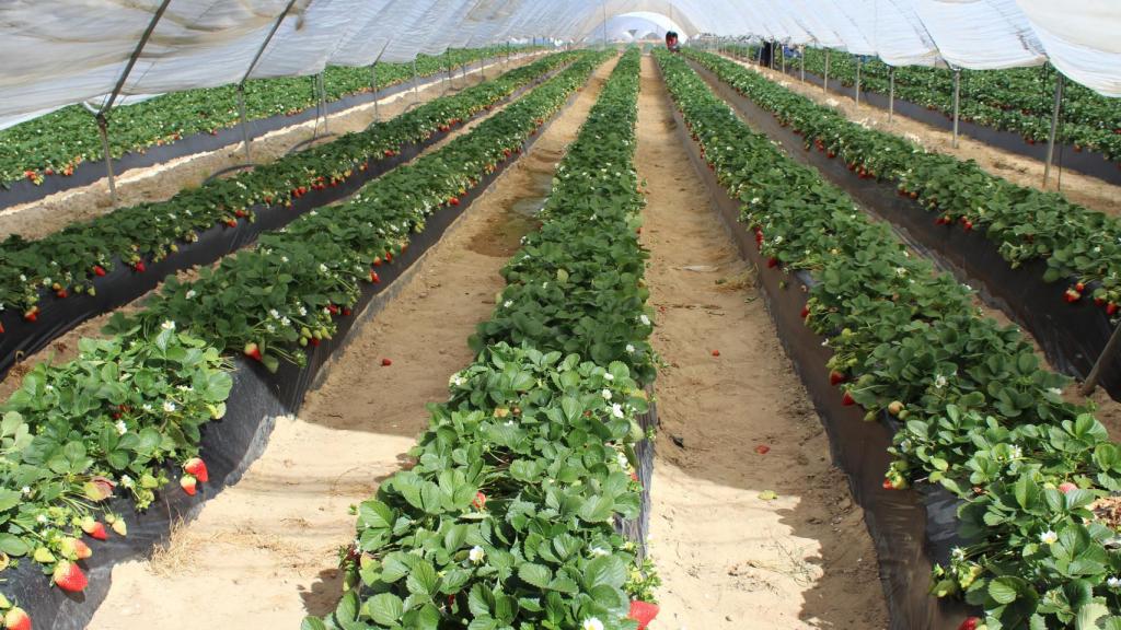 Cultivo de fresas.