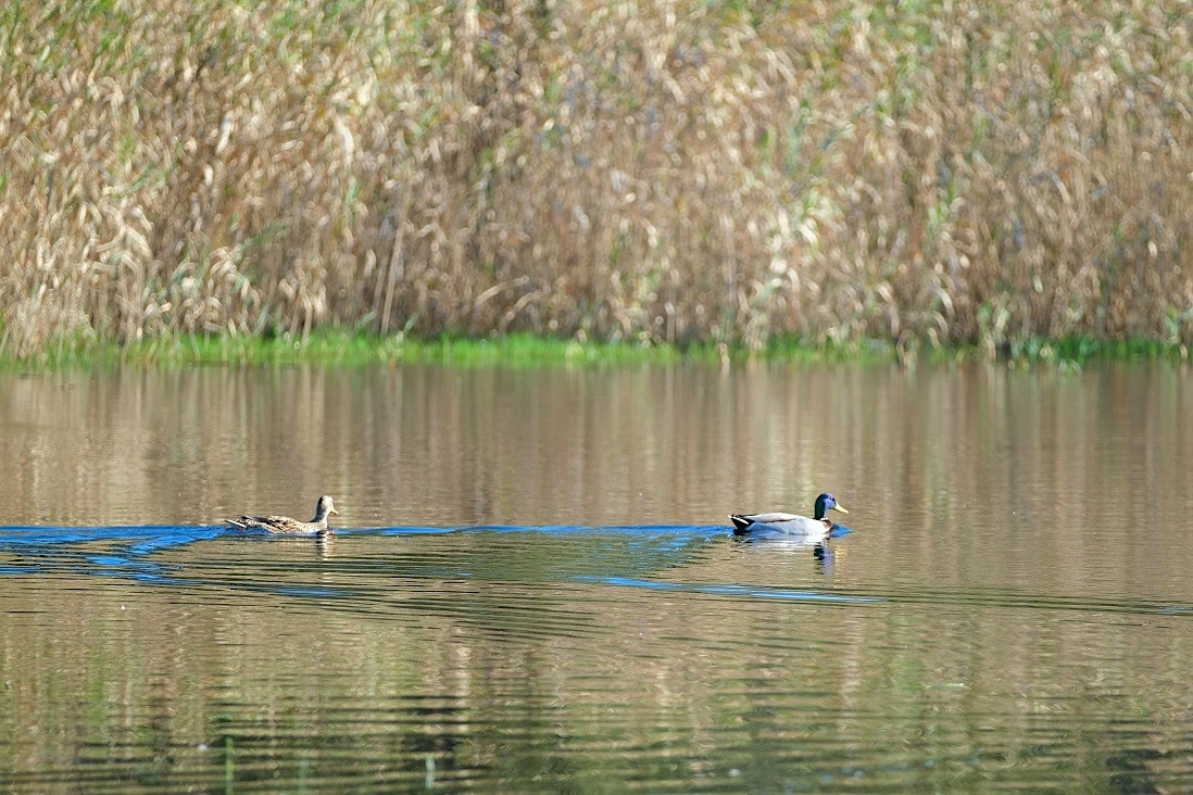 Diferentes especies en la Laguna de A Bodeira (Mancomunidade do Salnés)