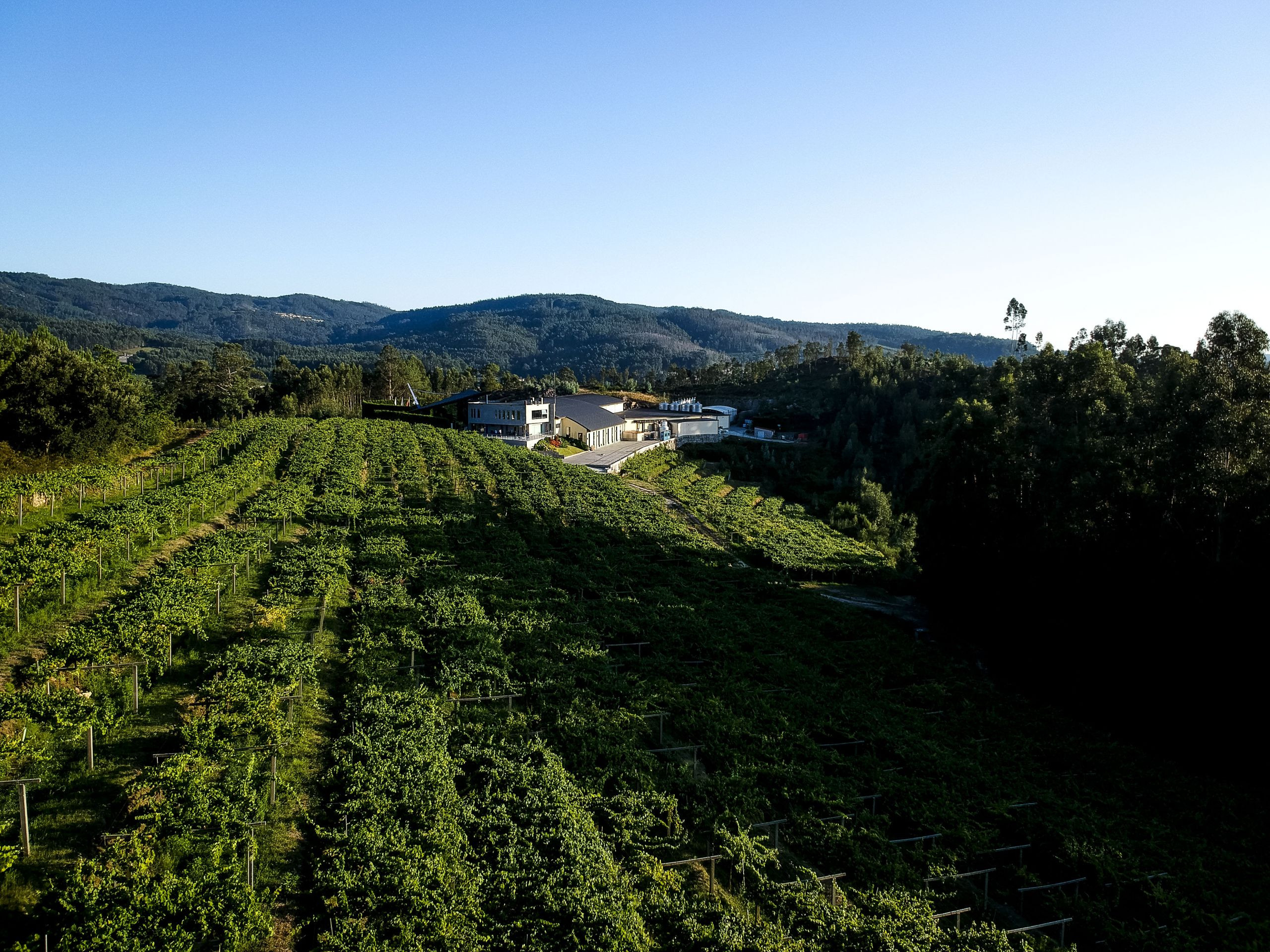 Bodega Mar de Frades