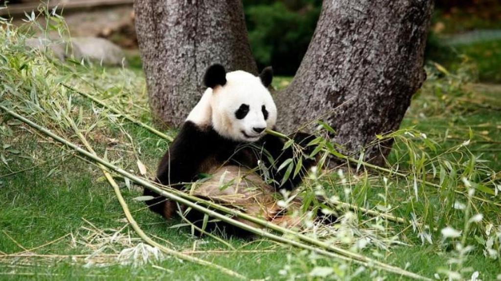 Hua Zui Ba, en una imagen facilitada por Zoo Aquarium.