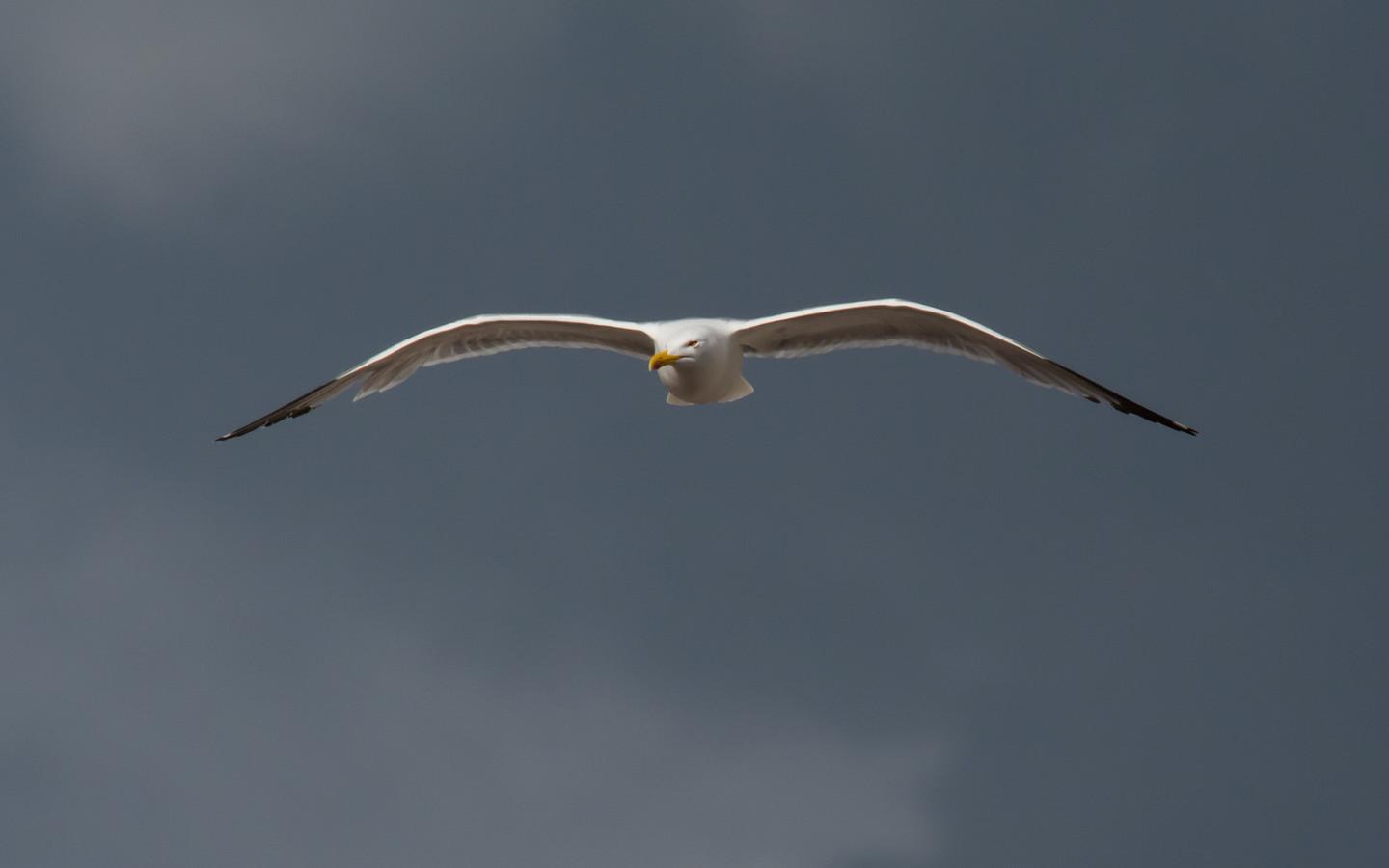 Gaviota patiamarilla (turismo.gal)