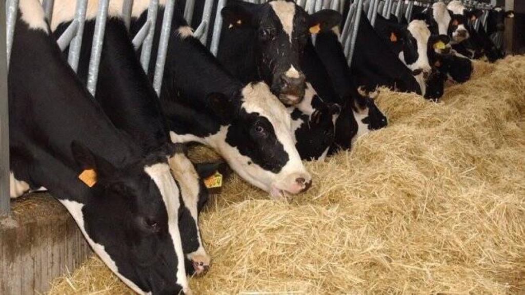 Explotación de vacuno de leche