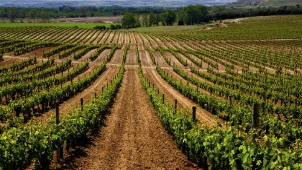 Viñedos de la Ribera del Duero.