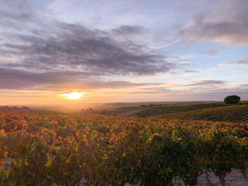 Atardecer sobre viñedos de Ribera del Duero.