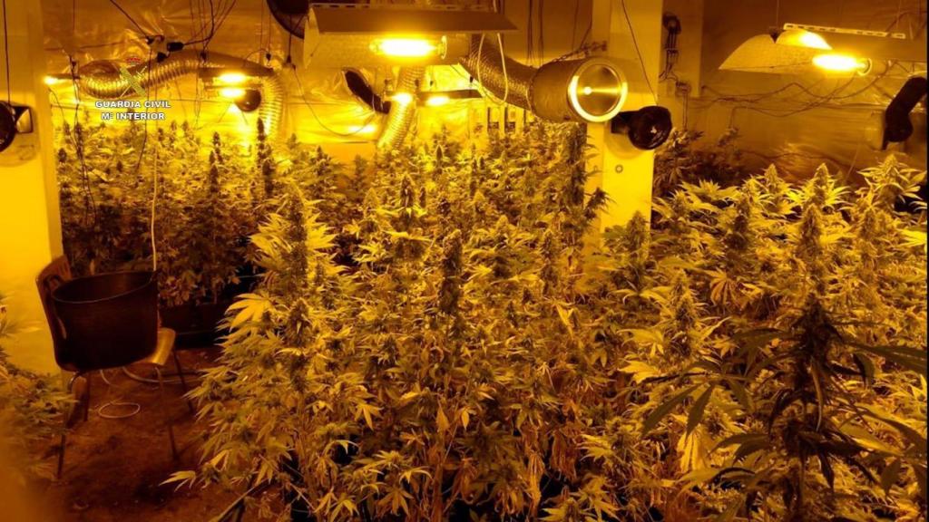 Detenidos dos vecinos de A Coruña y desmantelada una plantación ‘indoor’ de cannabis