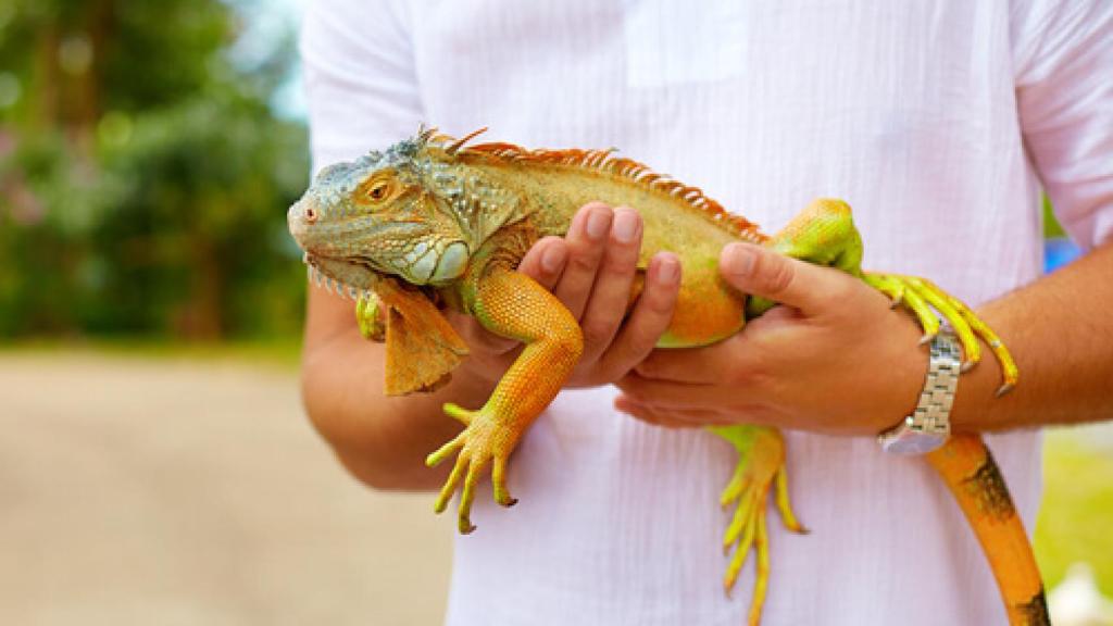 ¿Son las iguanas animales de compañía?