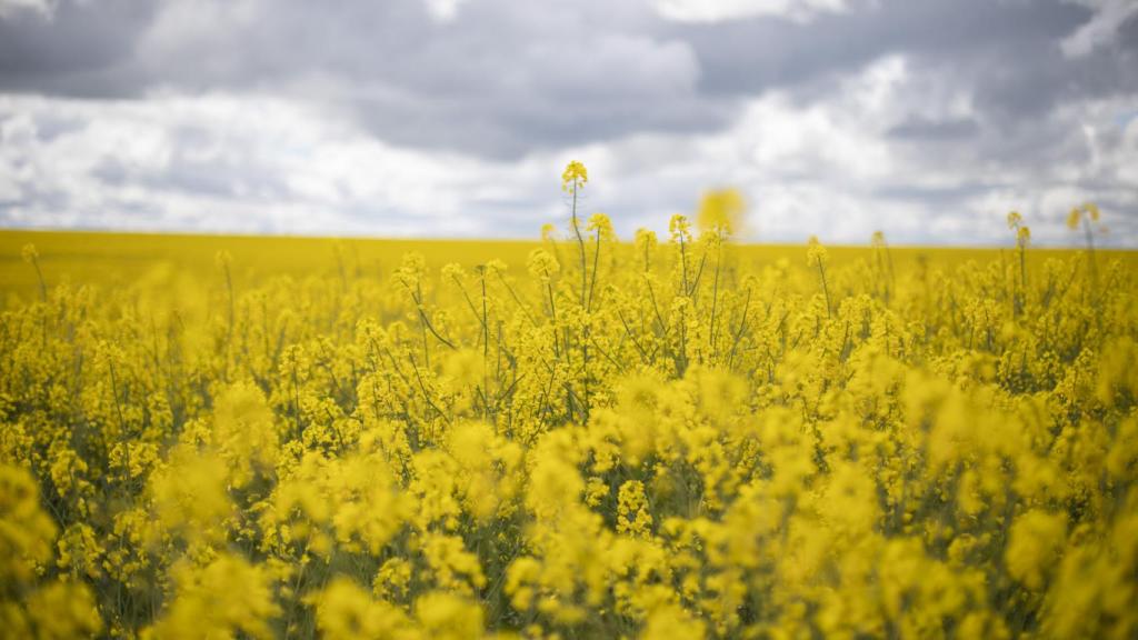 Un campo de colza en flor.
