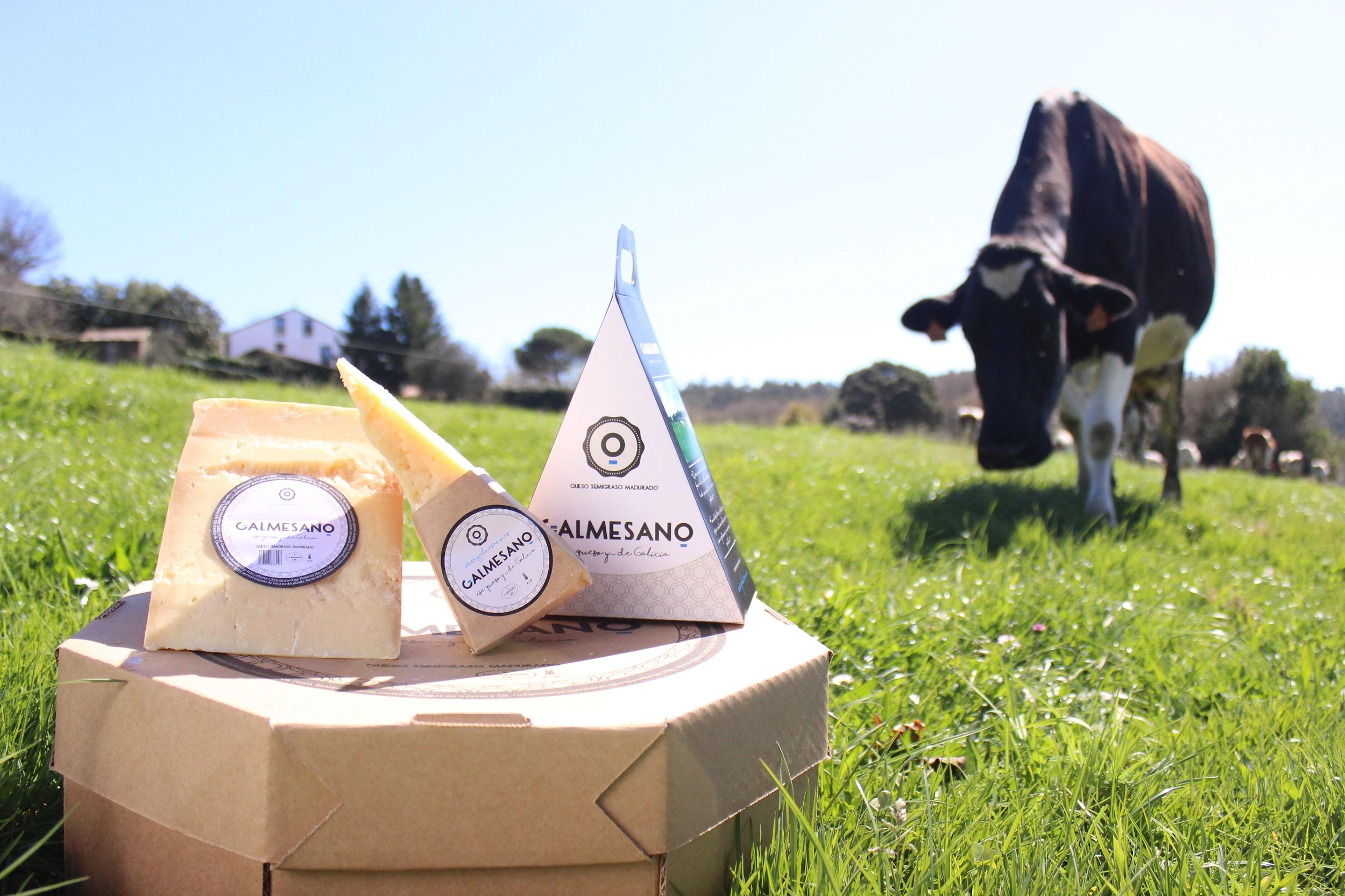 El queso Galmesano se elabora con leche de vaca en régimen de pastoreo.